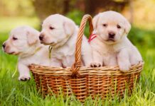 Puppy supplies