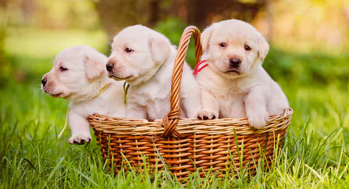 what do i need for my puppy labrador