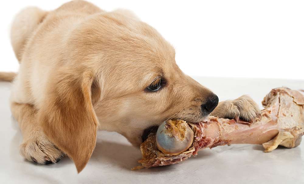 weight bearing bones like this one can break your dog's teeth