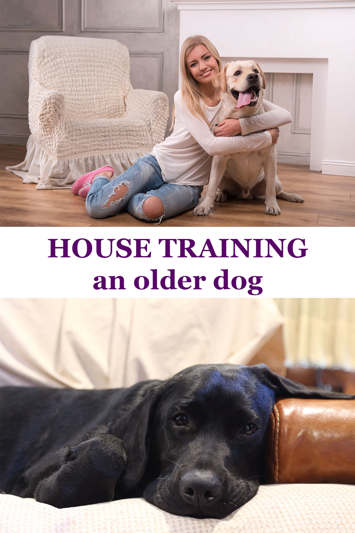 Potty training older dogs clearance