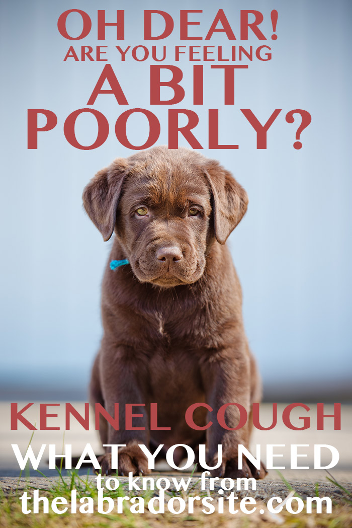 dog coughing mucus treatment