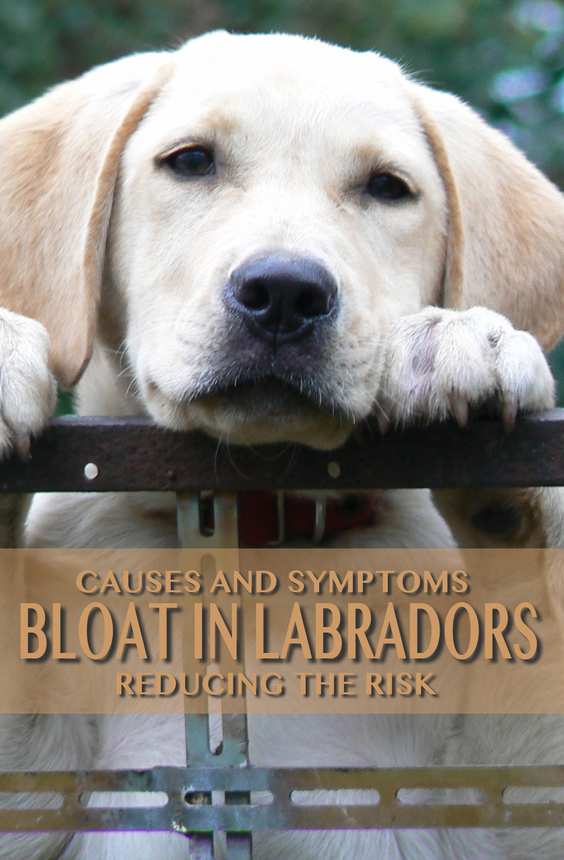 bloat in dogs