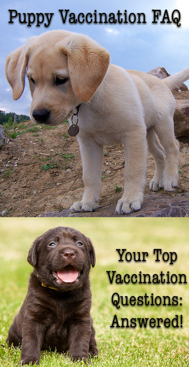 Labrador Puppy Vaccination Chart