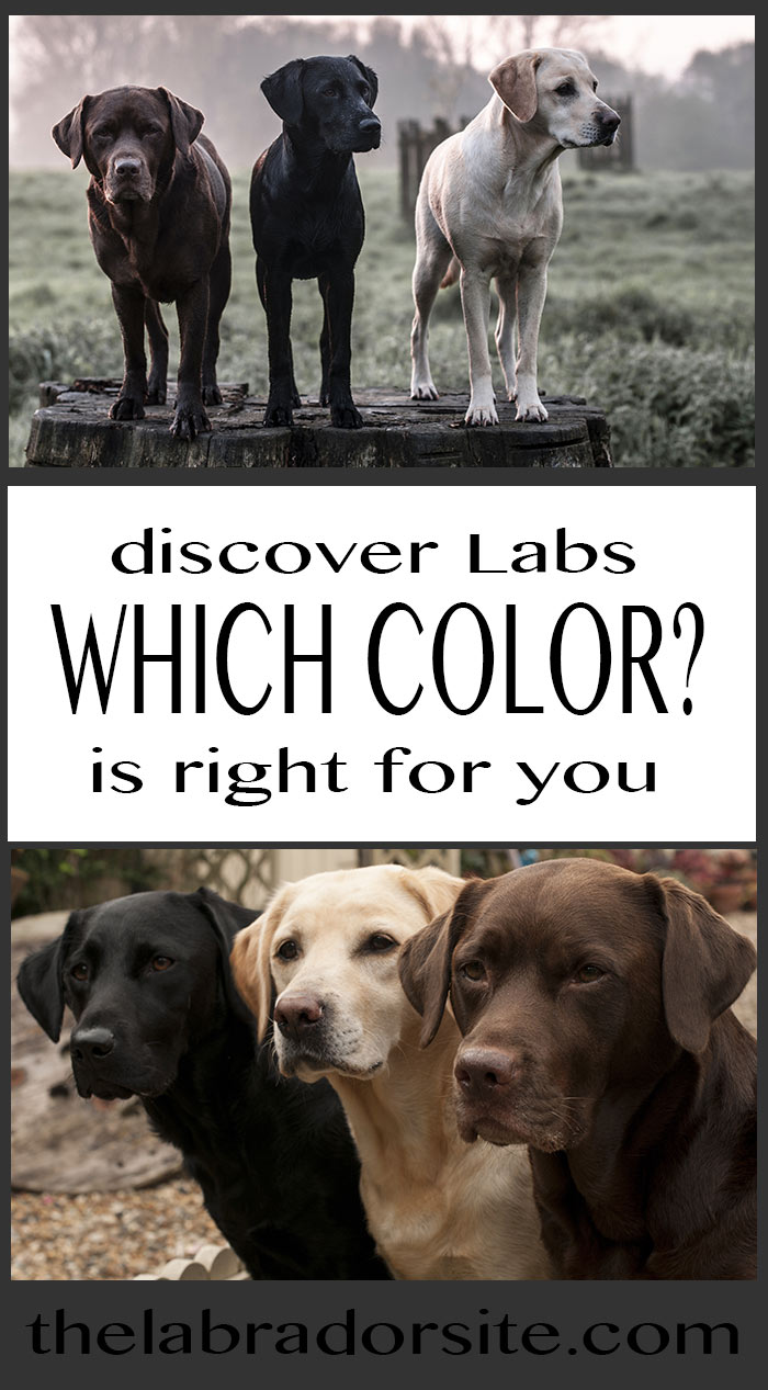 Labrador Color Chart