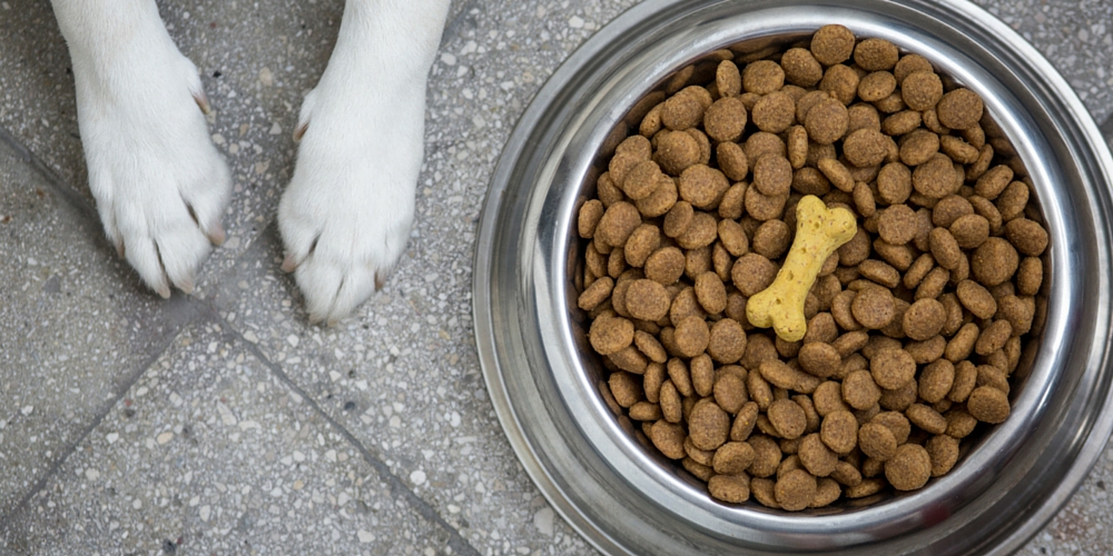 mejores cuencos para perros