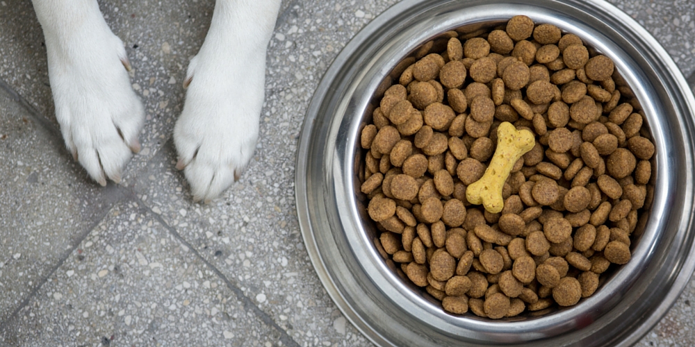 best dog bowls