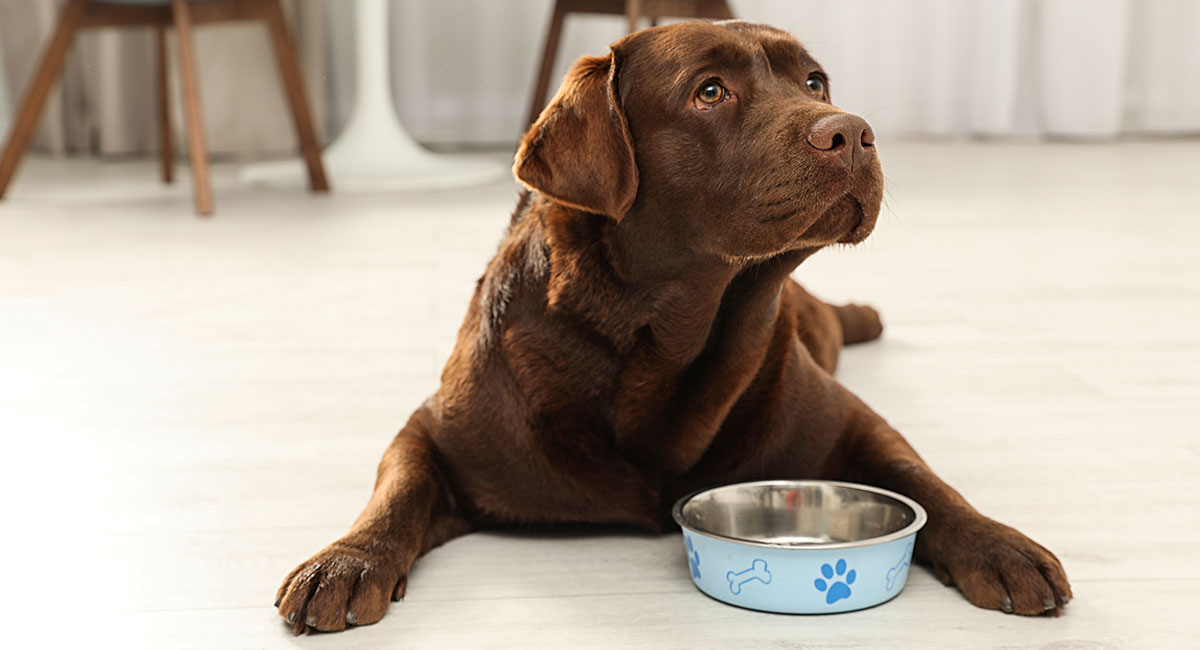 Waggo White Simple Solid Elevated Dog Bowl and Stand, 8 Cups