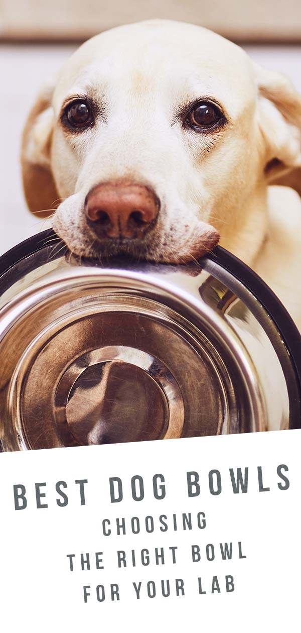 tall dog feeding station