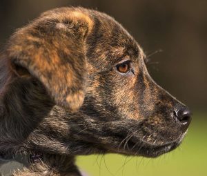 brindle labradors