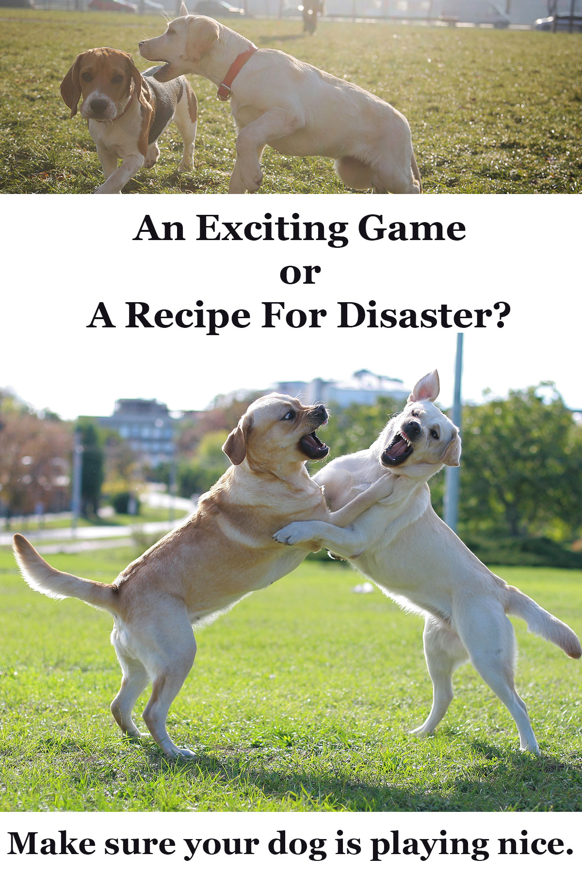 Bullying Dog Is Your Pushy Labrador Over Friendly? The Labrador Site