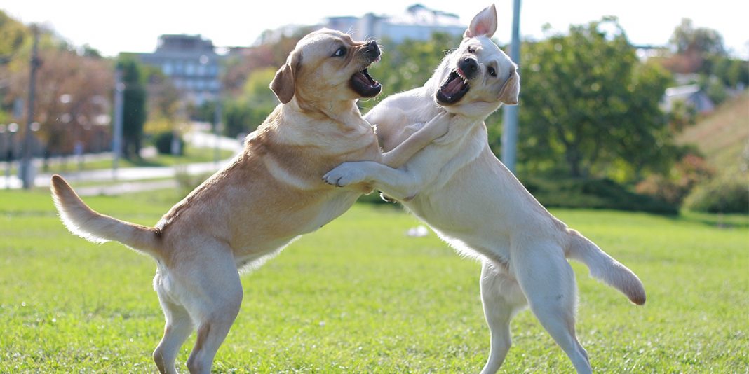 Tough Dog Names - Scary, Fierce, Strong, Guard Dog Inspired Ideas