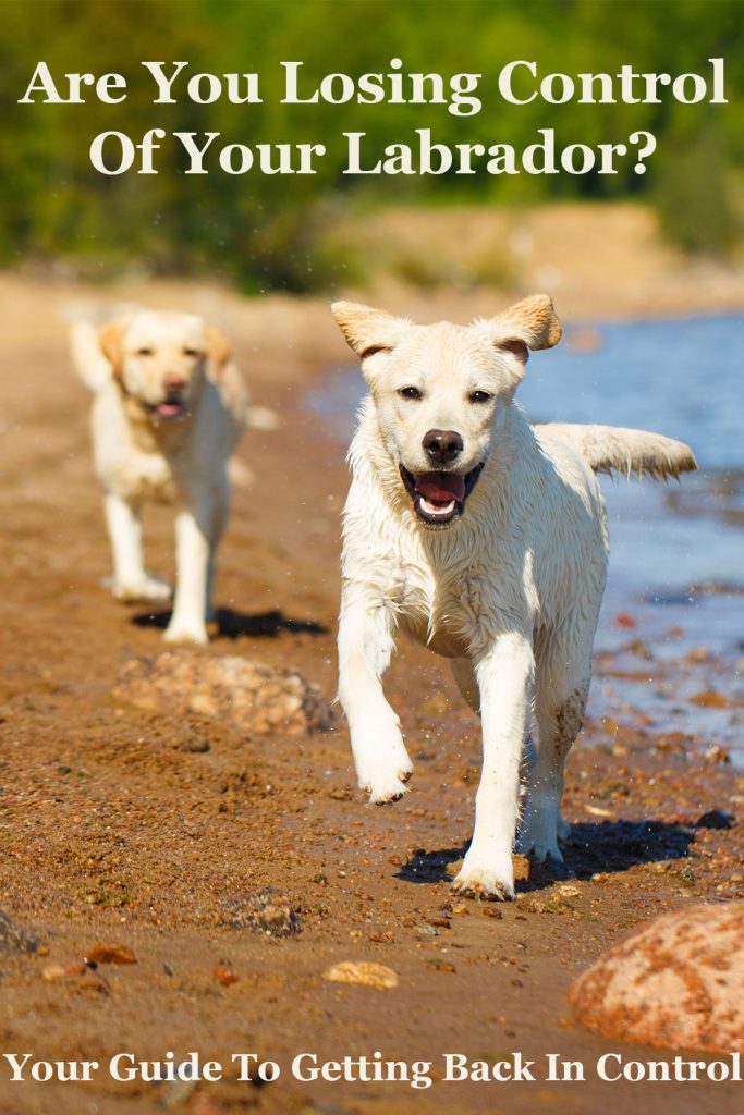 Out Of Control Dog Are You Losing Control Of Your Labrador?