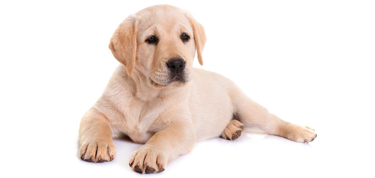 purebred labrador retriever