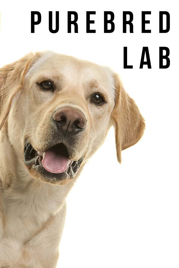 purebred lab