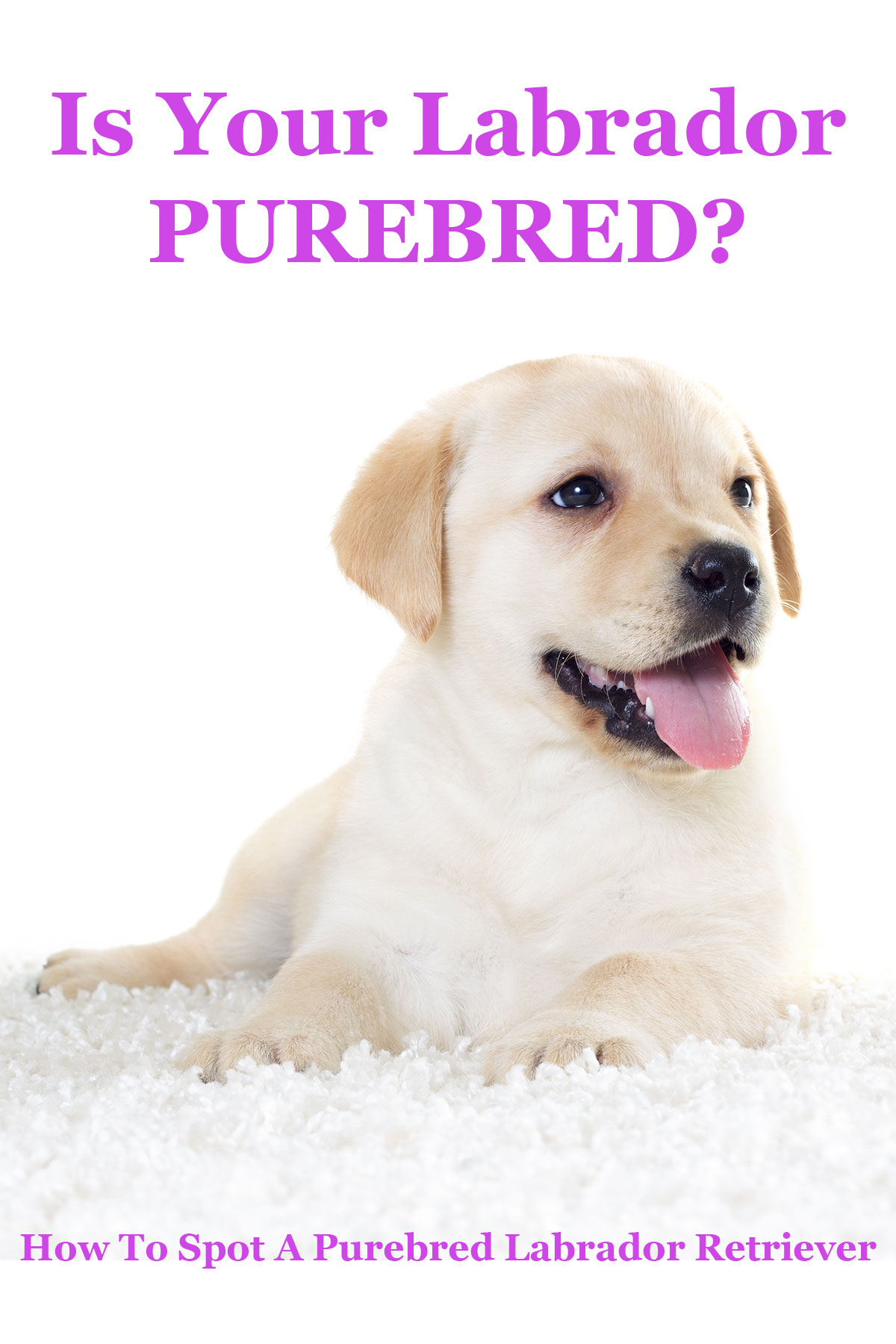 purebred labrador retriever