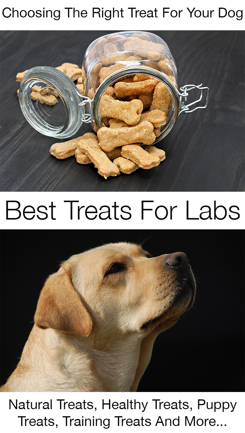 Best Dog Treats For Labs