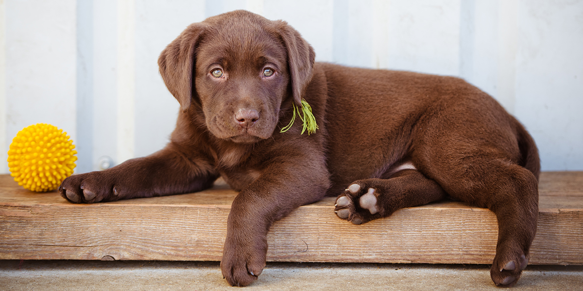 full breed chocolate lab