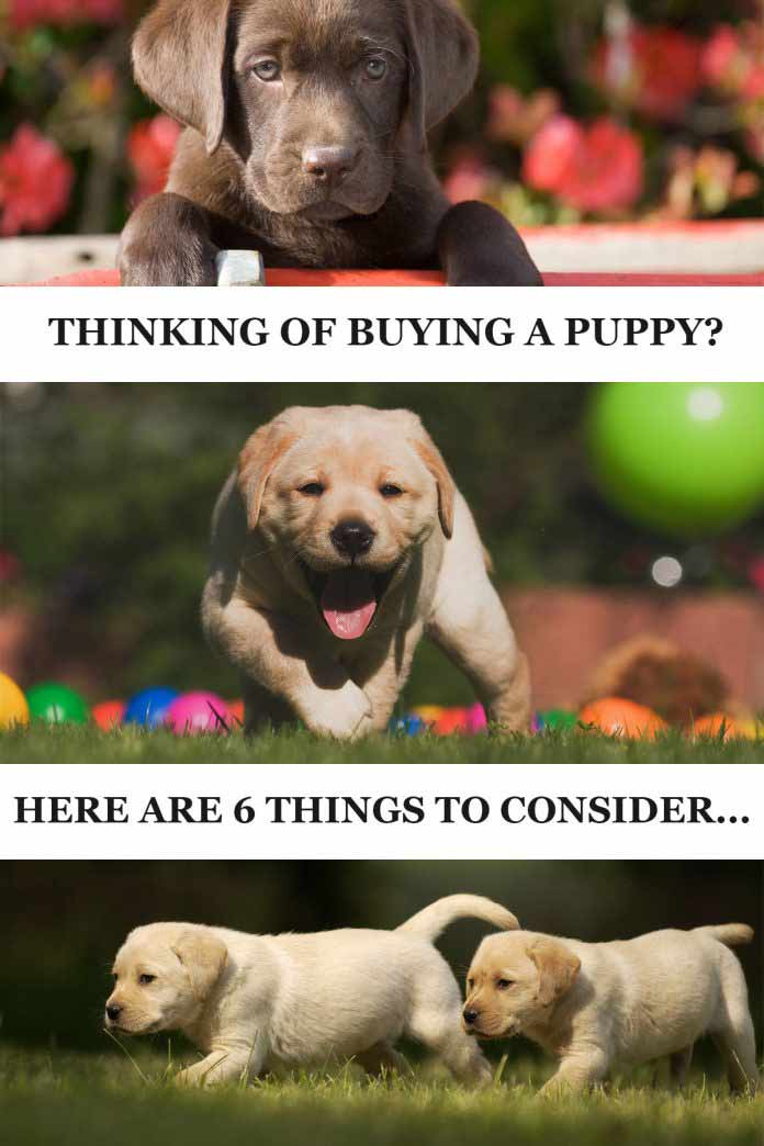 buying a labrador