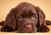 labrador puppy