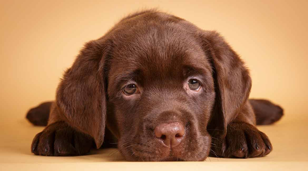 rate of labrador retriever