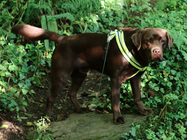 Charlie was exercised on a harness and long line during rehabilitation.