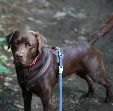 CrCl Labrador