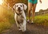 white lab