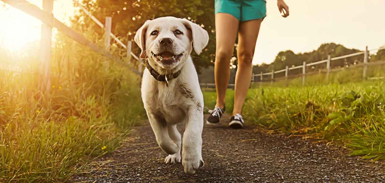 White Labradors Discover The Beautiful White Lab