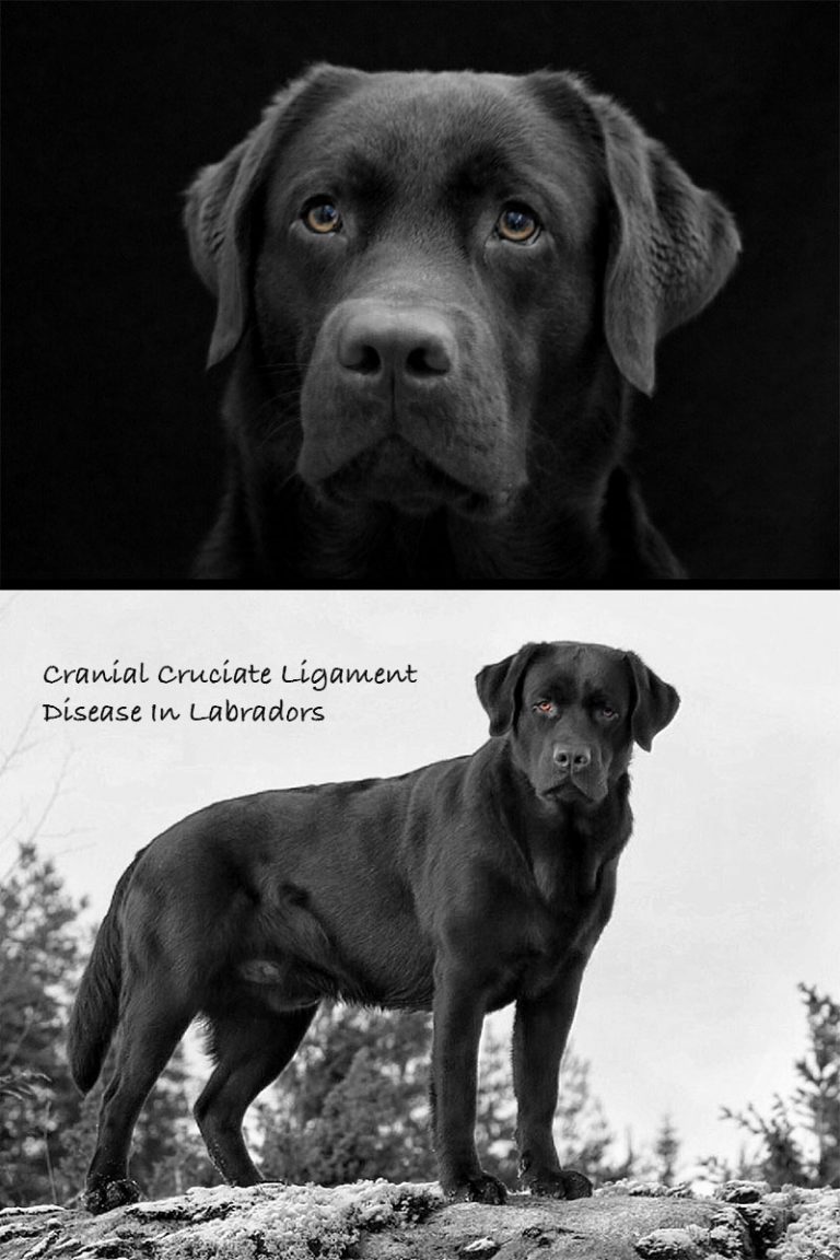 Cranial Cruciate Ligament Disease in Labradors The Labrador Site