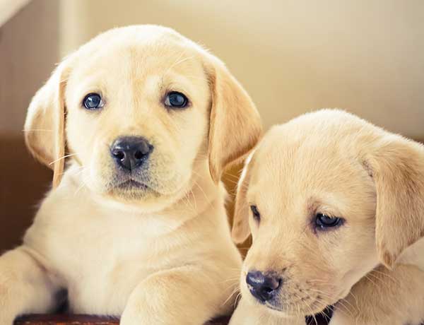 rate of labrador retriever