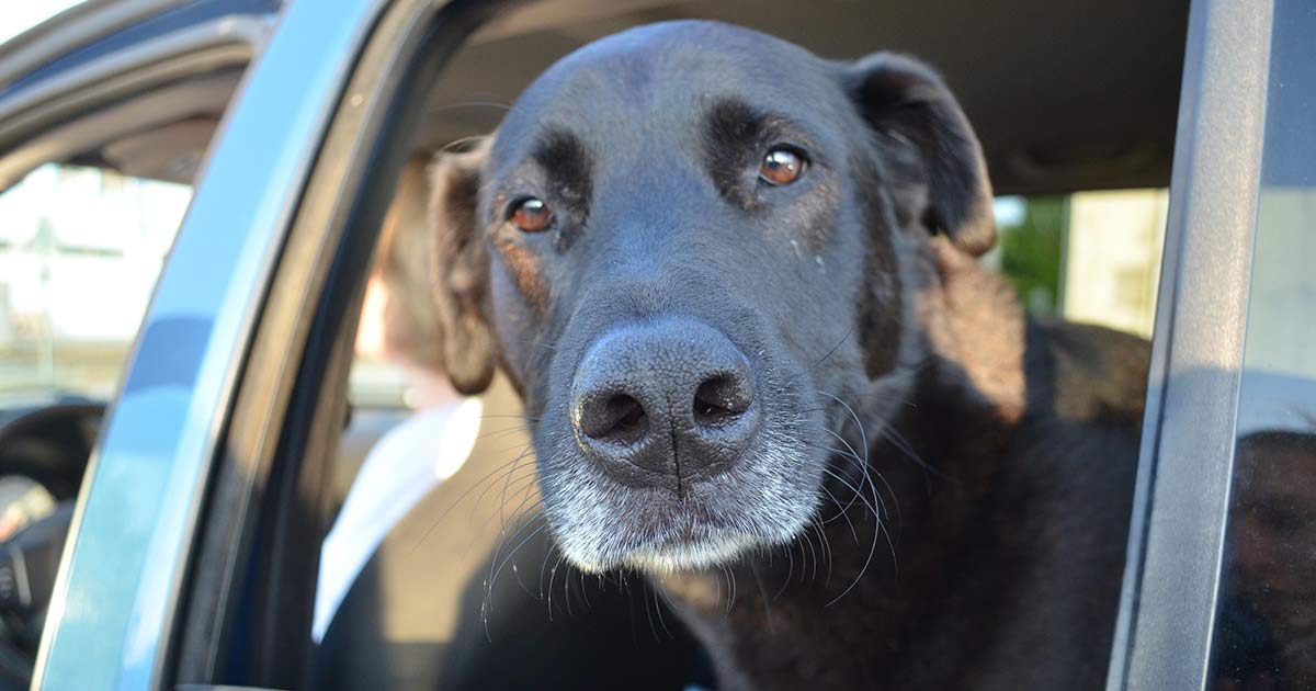 labrador car crate