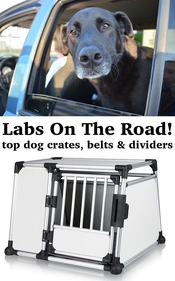 dog crate in car