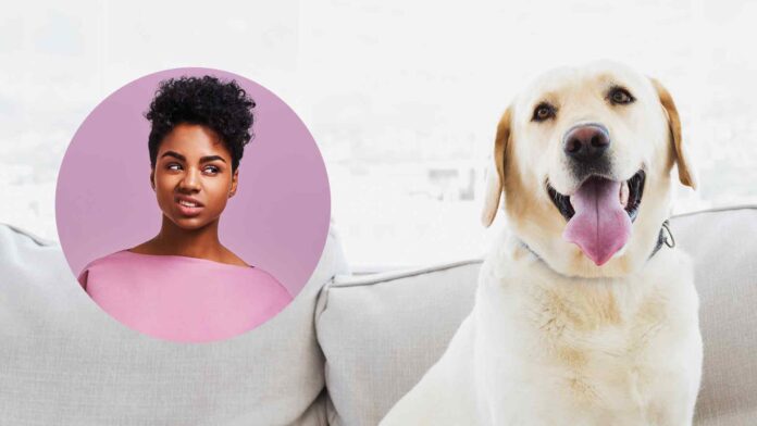 Labrador dog on a white couch