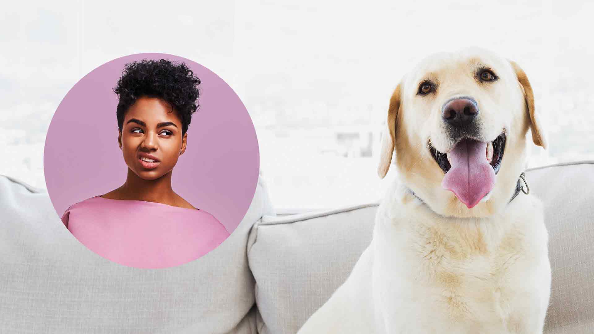 How To Keep Your Dog Off The Couch And Other Furniture - My Pets Routine