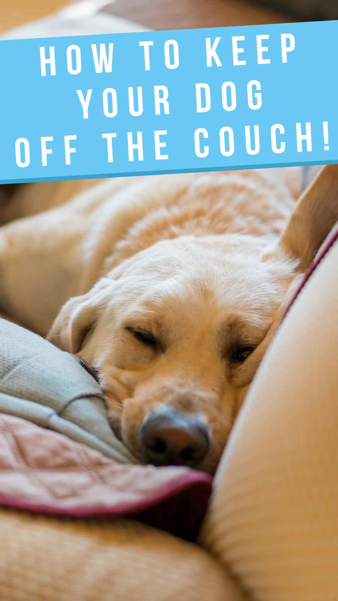 How To Keep Your Dog Off The Couch And Other Furniture