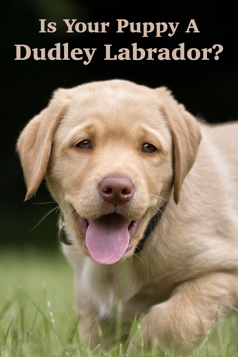 dudley yellow labrador