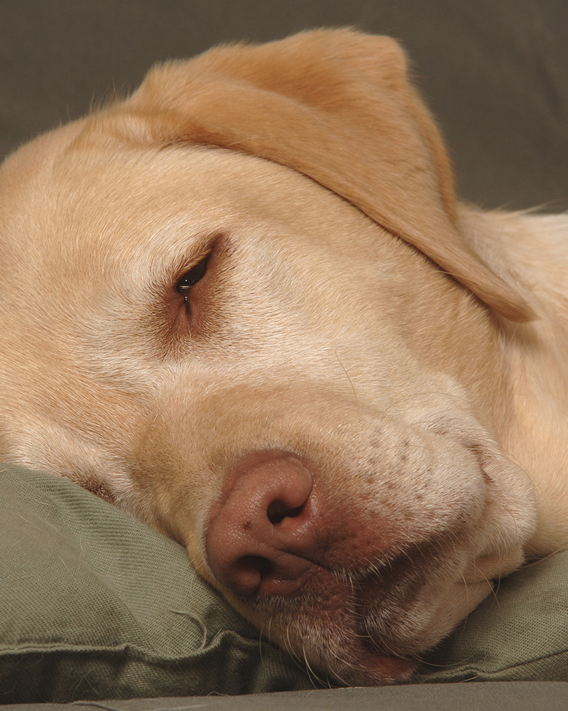 do labradors noses change color