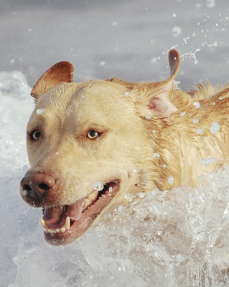 dudley labrador