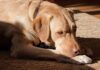 beautiful dudley lab resting