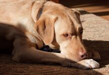 beautiful dudley lab resting