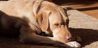 beautiful dudley lab resting