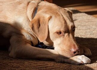 beautiful dudley lab resting