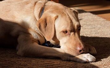 beautiful dudley lab resting