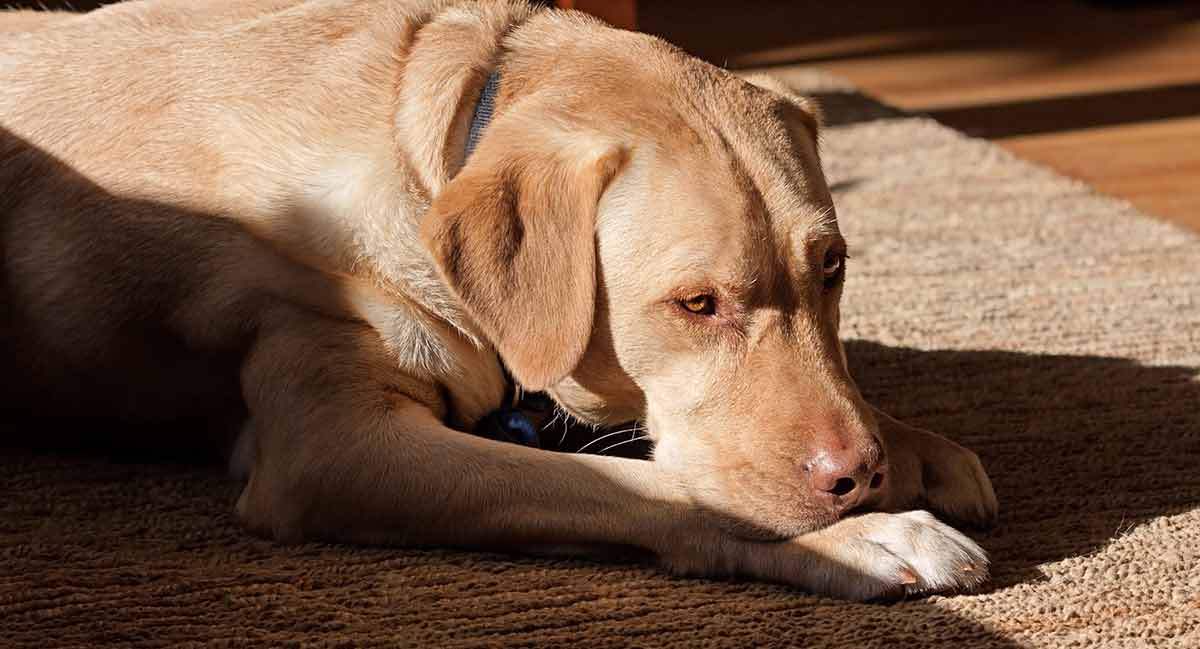 Dudley Lab - The Pink Nose Labrador 