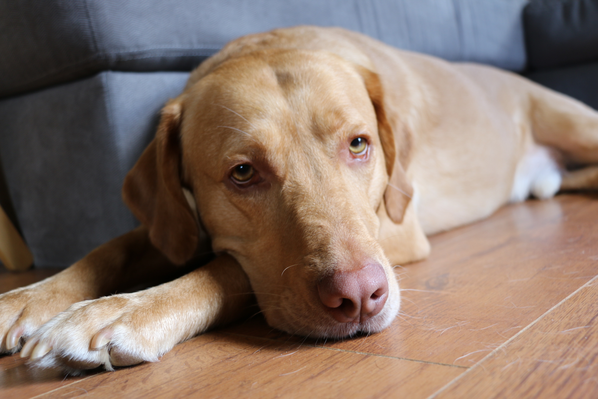 yellow lab eyes