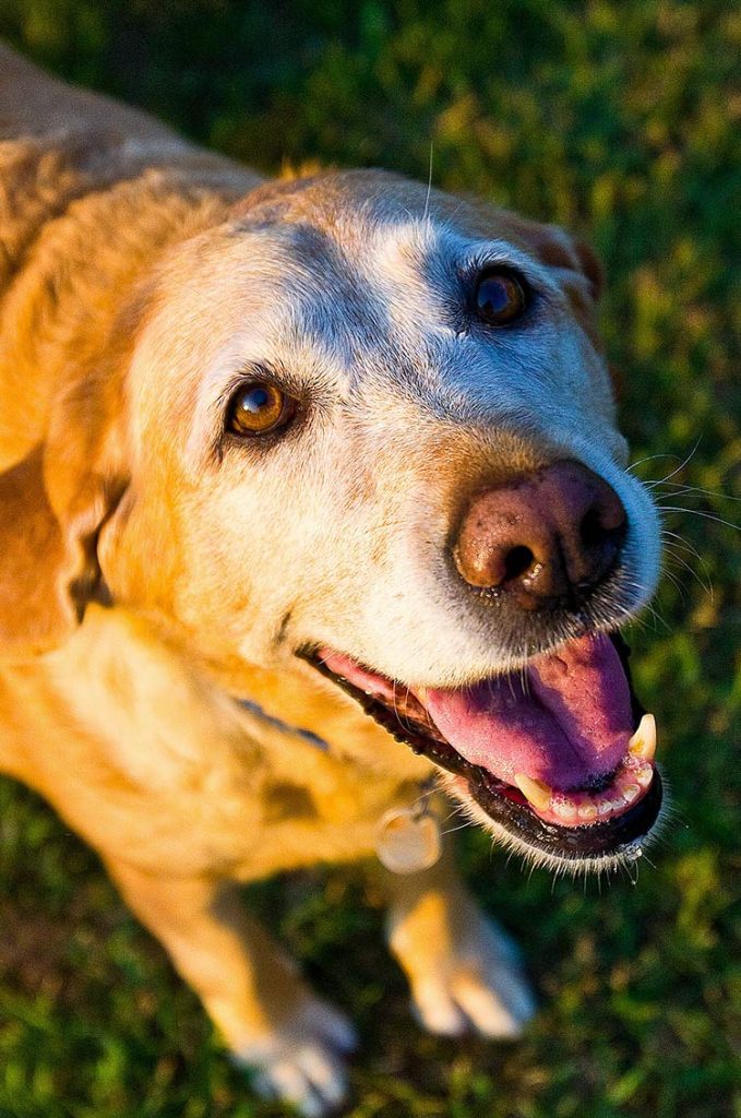 Pain Relief For Dogs The Labrador Site