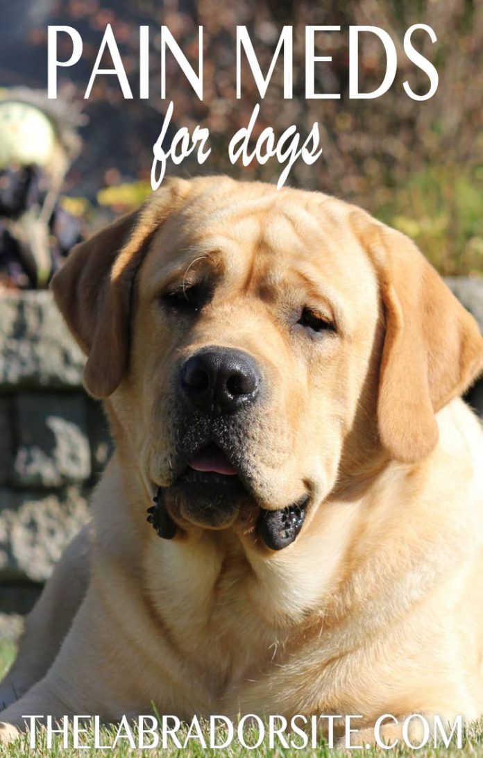 Pain Relief For Dogs The Labrador Site