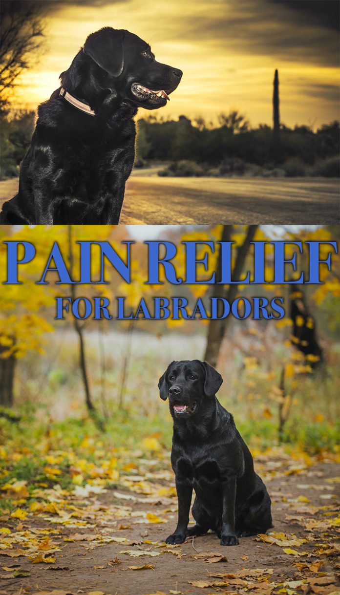 gabapentin for dogs forum