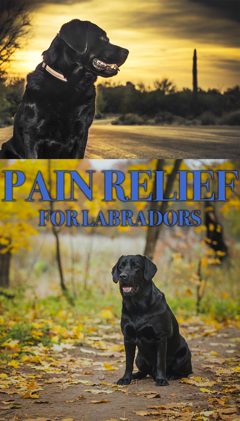 Pain Relief For Dogs The Labrador Site Pain Relief For Dogs The Labrador Site