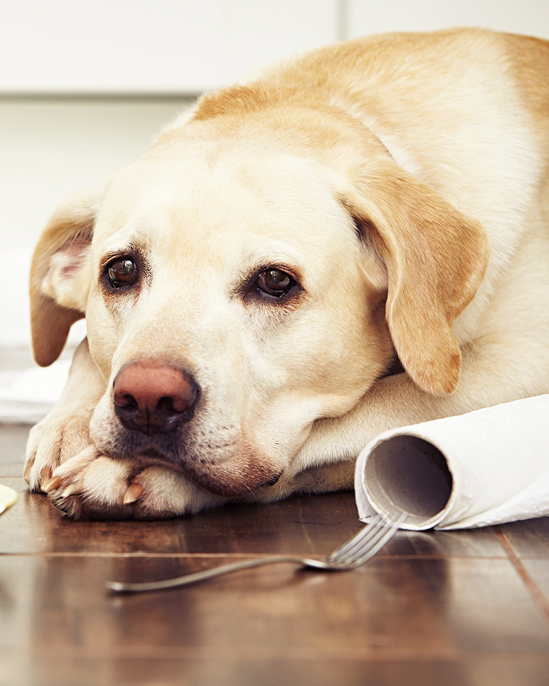 dog's muzzle turning pink